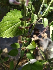 Scutellaria brevibracteata