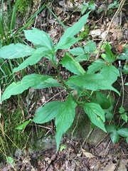 Hybanthus concolor