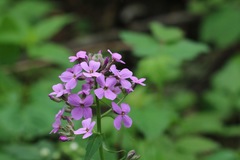 Hesperis matronalis