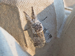 Furcula occidentalis