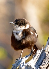 Myrmecocichla arnotti
