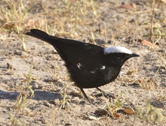 Myrmecocichla arnotti