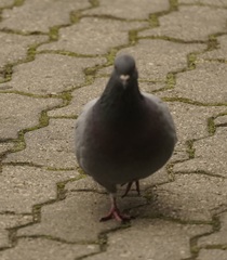 Columba livia domestica