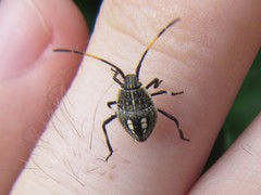 Poecilometis strigatus