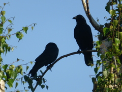 Corvus corone