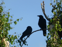 Corvus corone