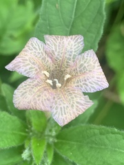 Ruellia caroliniensis