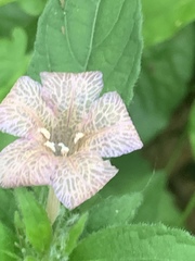 Ruellia caroliniensis