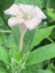 Ruellia caroliniensis