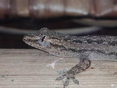Hemidactylus garnotii