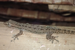 Hemidactylus garnotii