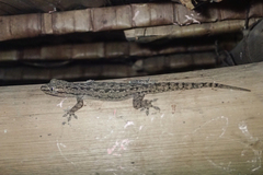 Hemidactylus garnotii