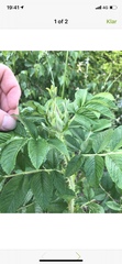 Rosa rugosa