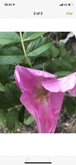 Rosa rugosa