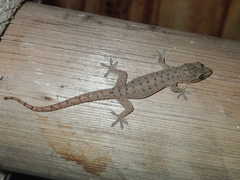 Hemidactylus garnotii