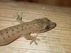 Hemidactylus garnotii