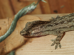 Hemidactylus garnotii