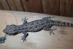 Hemidactylus garnotii