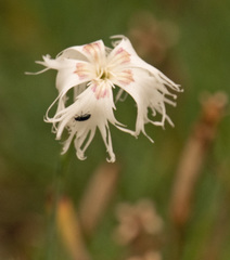 Dianthus arenarius