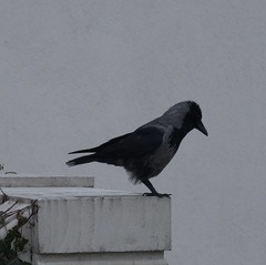 Corvus cornix