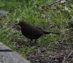 Turdus merula
