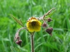 Geum × meinshausenii