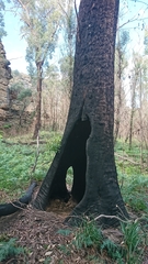Eucalyptus fastigata