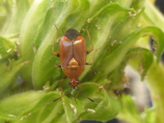 Deraeocoris ruber