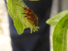 Deraeocoris ruber