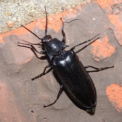 Perissarthron trapezium