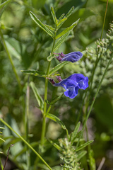 Scutellaria scordifolia