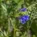 Siberian Skullcap - Photo (c) gyng, some rights reserved (CC BY-NC), uploaded by gyng