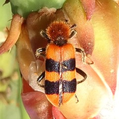 Trichodes bibalteatus