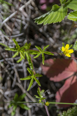 Potentilla flagellaris