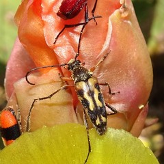 Typocerus octonotatus