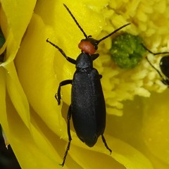 Epicauta atrata