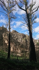 Eucalyptus fastigata