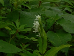 Habenaria gibsonii