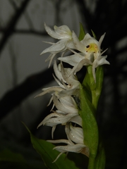 Habenaria gibsonii