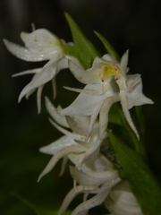 Habenaria gibsonii