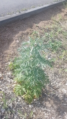 Artemisia sieversiana