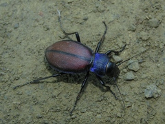 Carabus schoenherri