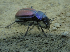 Carabus schoenherri