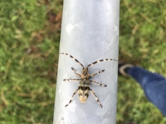 Hexatricha pulverulenta