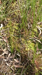 Sphagnum cristatum