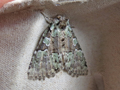Leuconycta lepidula