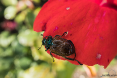 Phyllopertha horticola