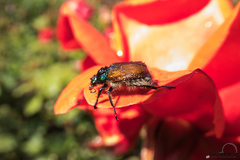 Phyllopertha horticola