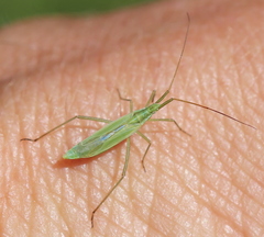 Megaloceroea recticornis