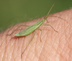 Megaloceroea recticornis